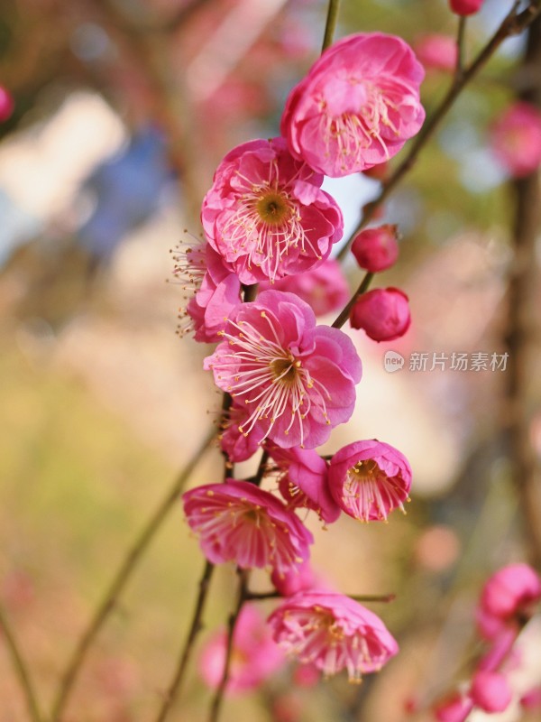 盛开的梅花特写