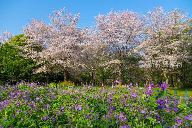 武汉东湖磨山樱花园樱花盛开