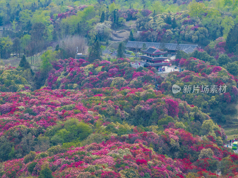 贵州百里杜鹃山间盛开的烂漫杜鹃花