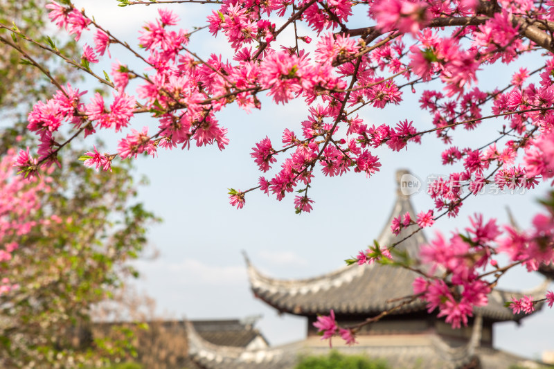 春天苏州上方山公园百花节 百花盛开美景