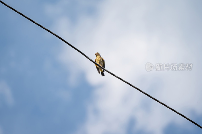 蓝天白云电线上金翅雀小鸟小鸟在电线上歌唱