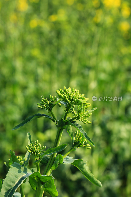 春天的油菜花蕾