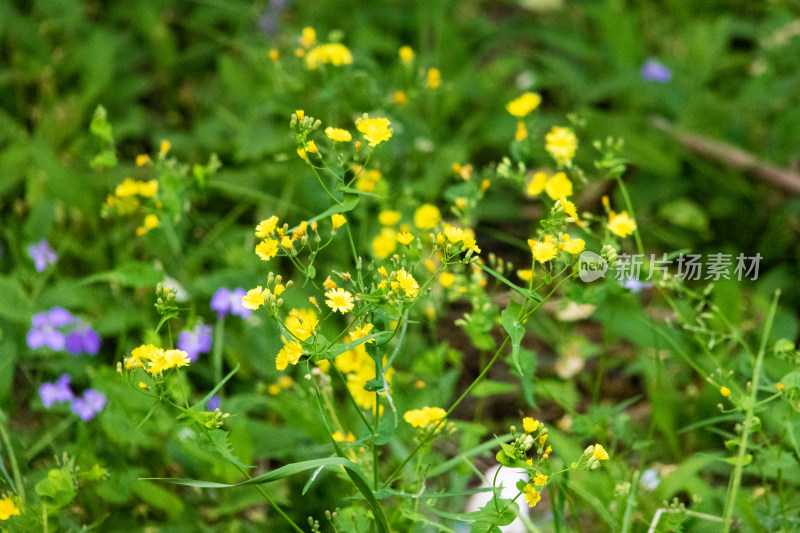 野菊花小黄花小菊花