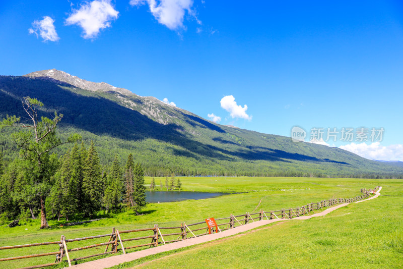 新疆阿勒泰地区喀纳斯森林草原自然风景