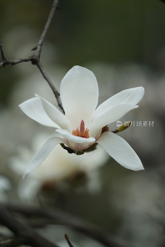 盛开的玉兰花特写