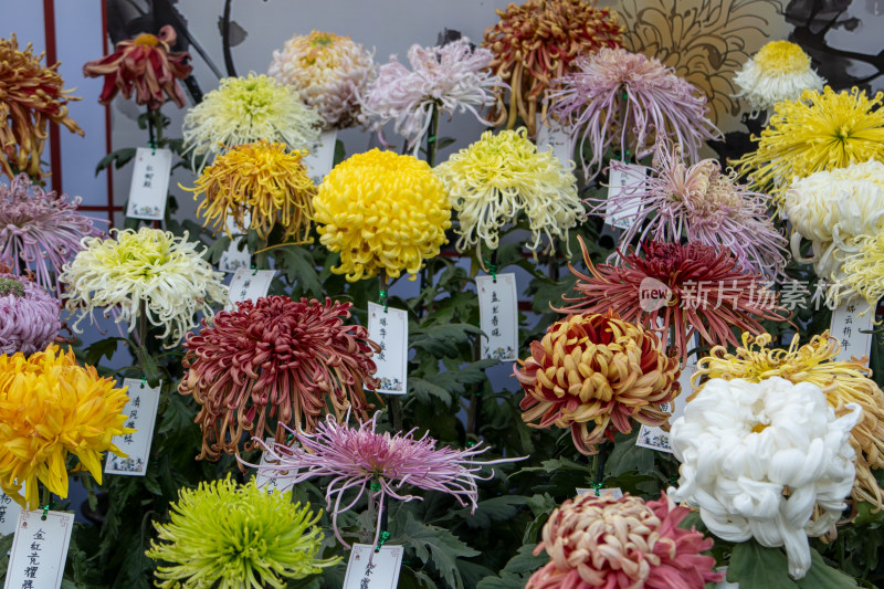 菊花展绚丽多彩的菊花盛宴