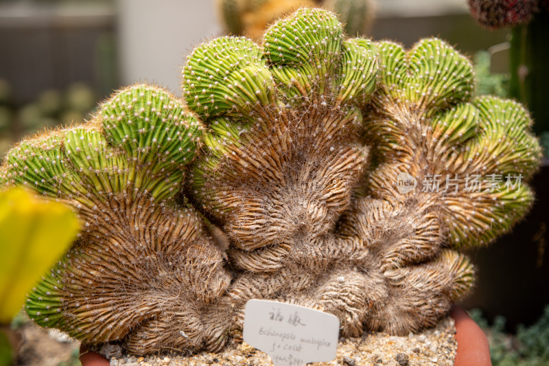 福娘仙人掌微距特写