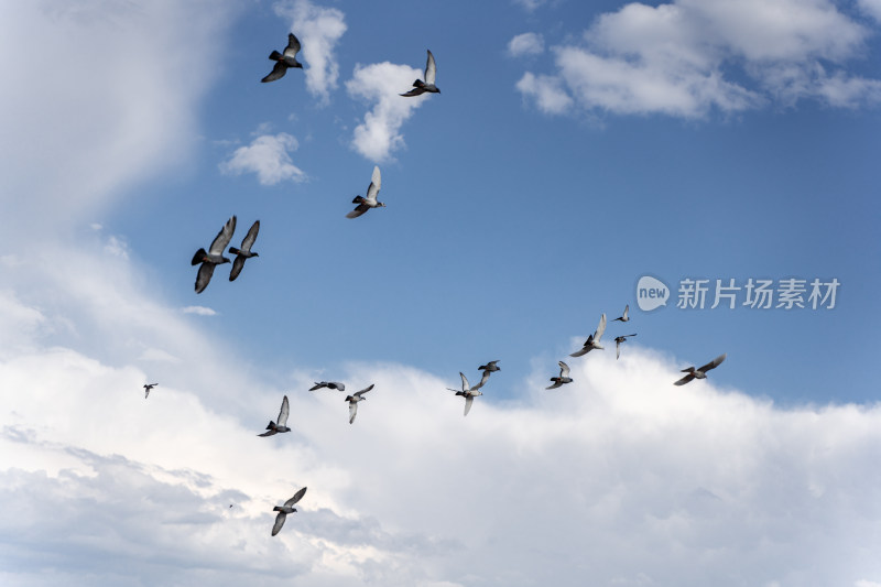 一群鸟在天空翱翔蓝天