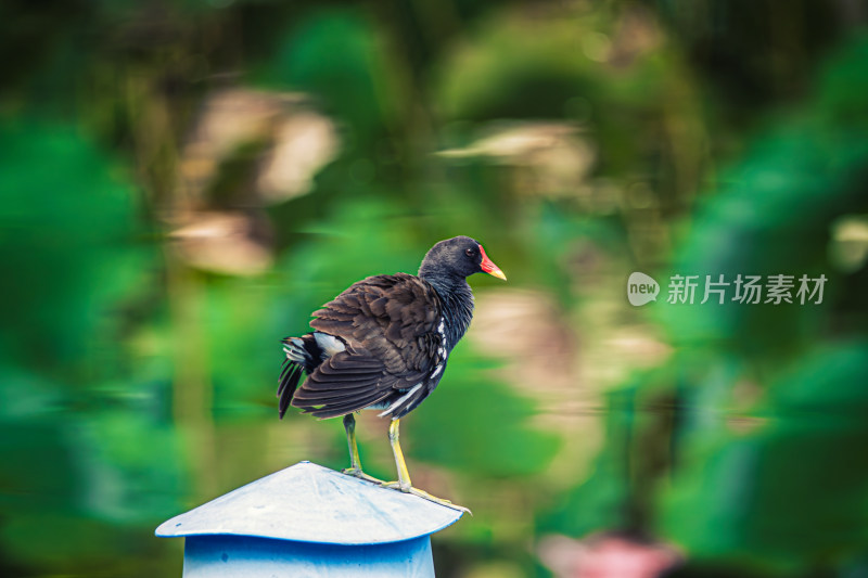 鸟儿在绿叶丛中整理羽毛