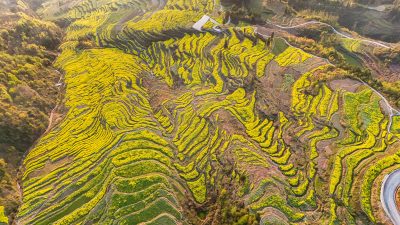 重庆酉阳：三月花海千氹田