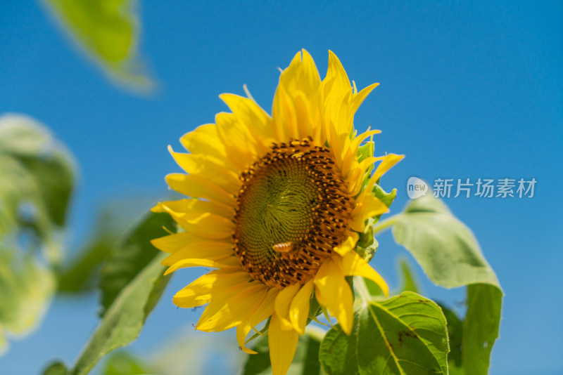 蓝天背景下向日葵特写镜头