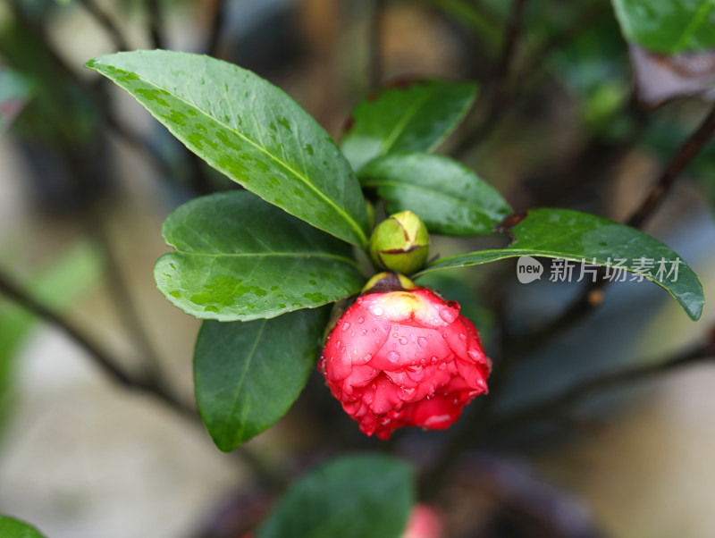 春天大自然中一朵盛开的鲜花山茶花