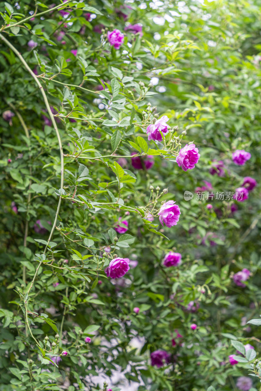 春天，苏州园林艺圃，粉色的蔷薇花开