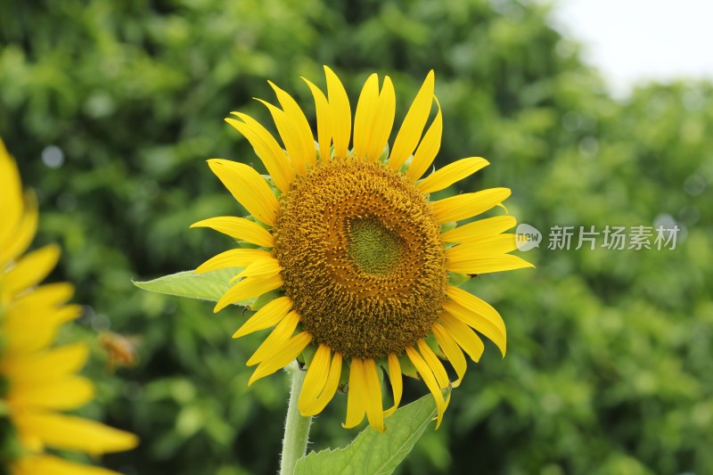 大片向日葵花田绿叶黄花生机勃勃