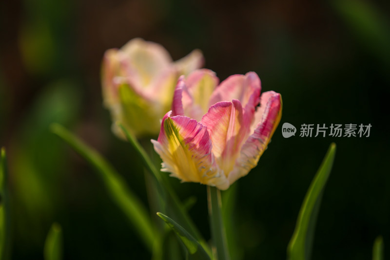 杭州太子湾公园绽放的一朵粉色郁金香粉鹦鹉