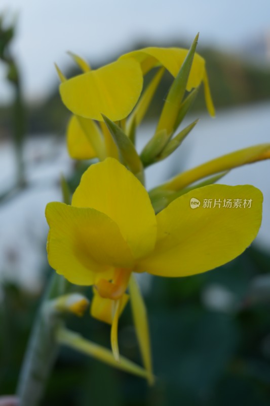 顺峰山公园蕉芋花