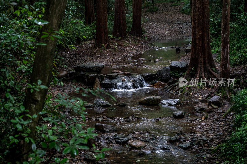 杭州公园水杉树林