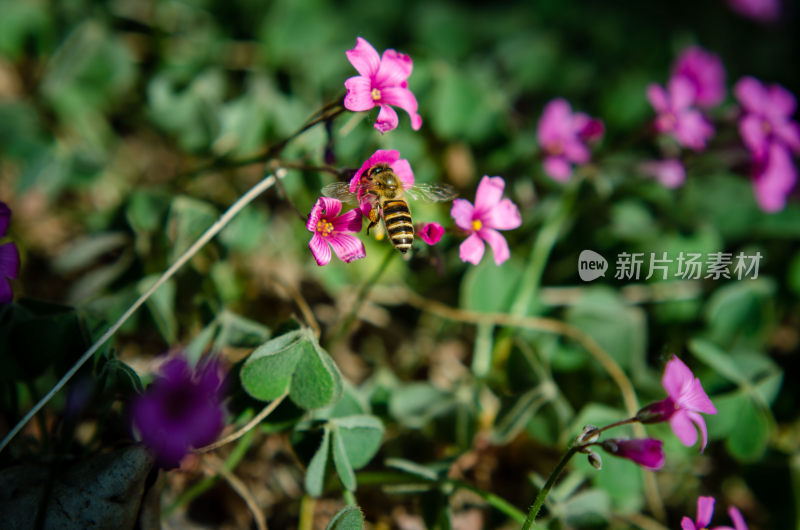 蜜蜂采蜜特写