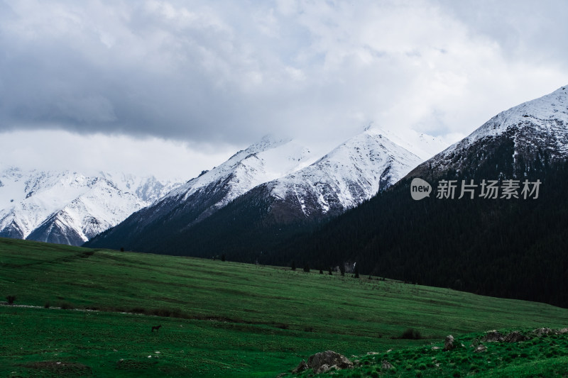 新疆夏塔雪山草原绝美震撼风光