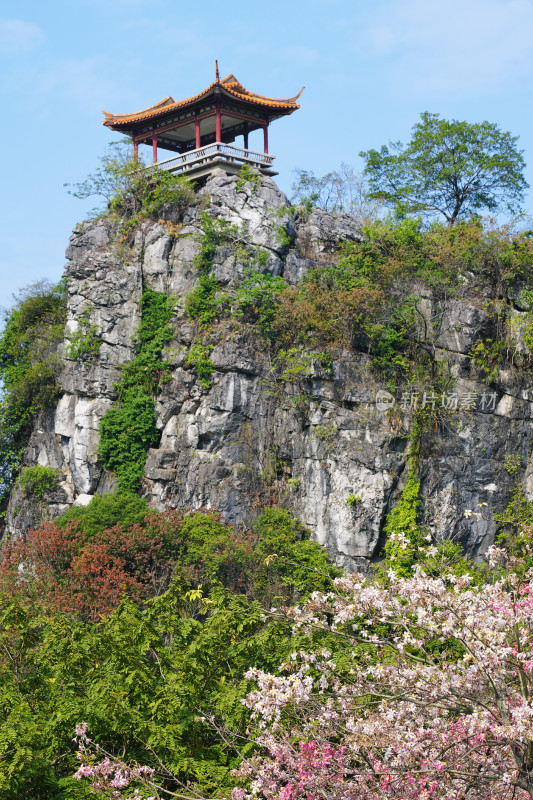 柳州龙潭公园，镜湖，异木棉盛开