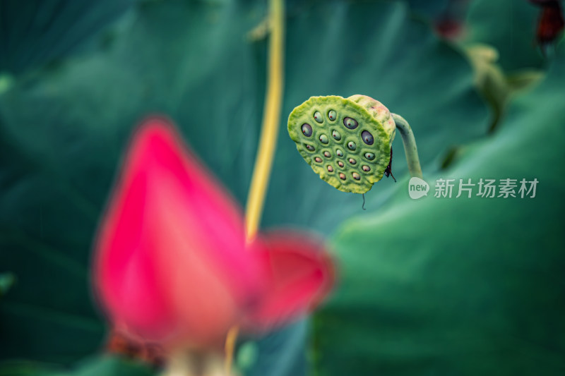 雨露滋润的荷花