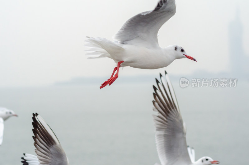 在海上飞行的海鸥