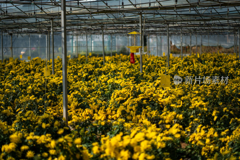 菊花茶科学大棚种植