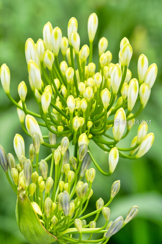 植物百子莲开花特写