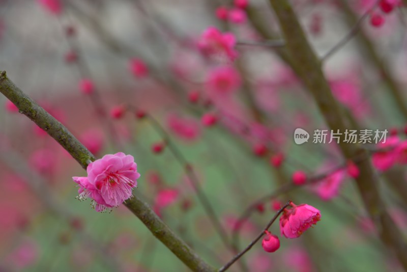 绽放的粉色梅花特写