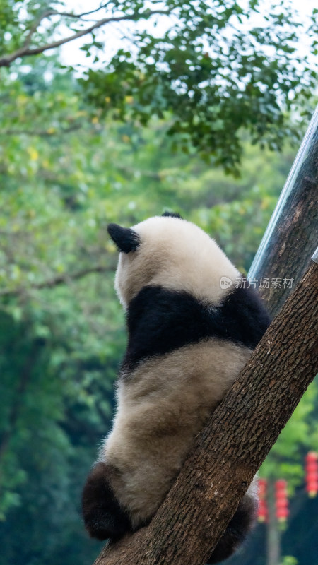 爬树的大熊猫