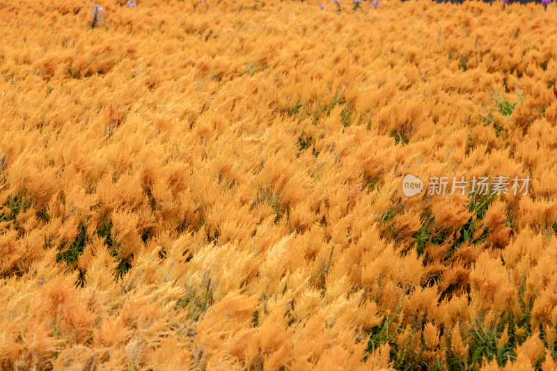 花，鸡冠花，火焰黄鸡冠花，美丽的花