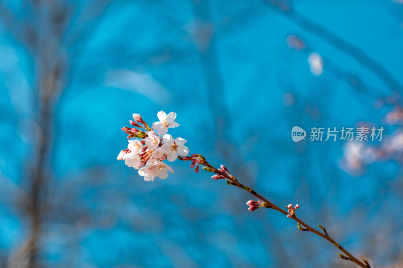 春季蓝天下的樱花特写