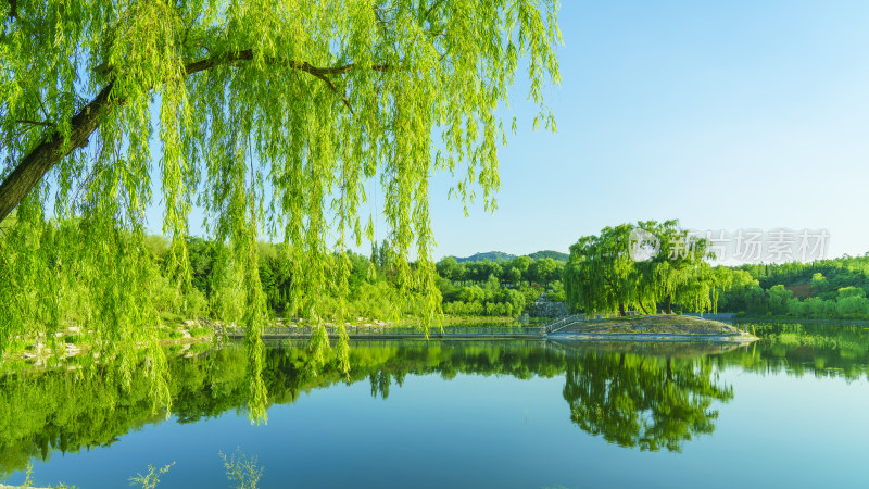 湖边翠柳春天风景