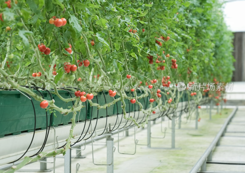 番茄种植生态科技产业园