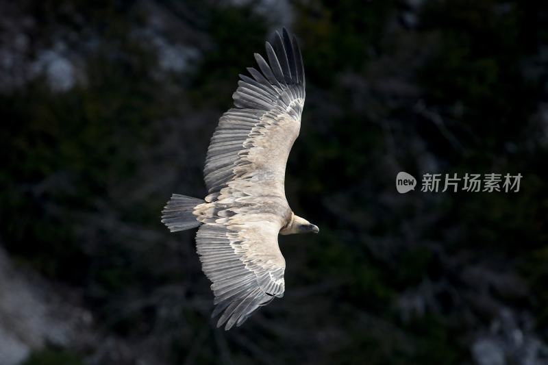 飞行的秃鹫