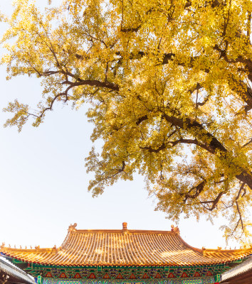 山东济南淌豆寺秋天黄色千年银杏树叶美景