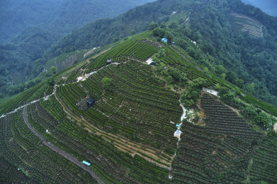 杭州龙井梅岭茶园