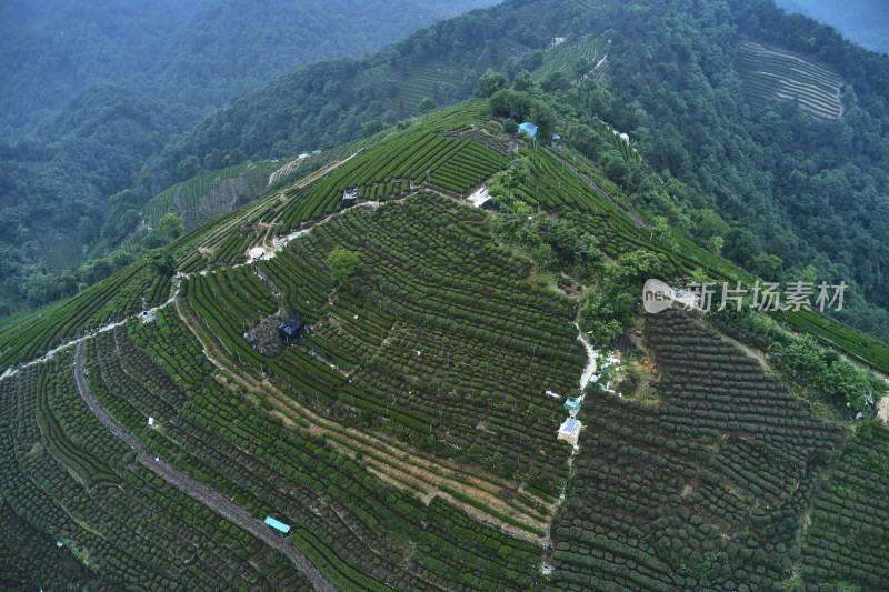 杭州龙井梅岭茶园