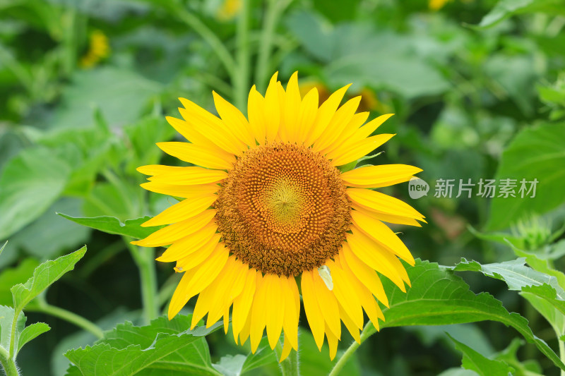 阳光下的向日葵花朵