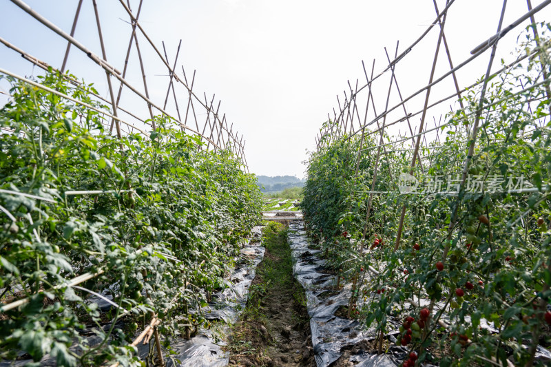 番茄园采摘