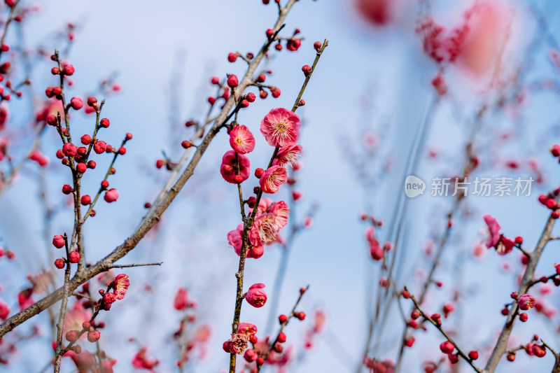 西溪湿地盛开的梅花