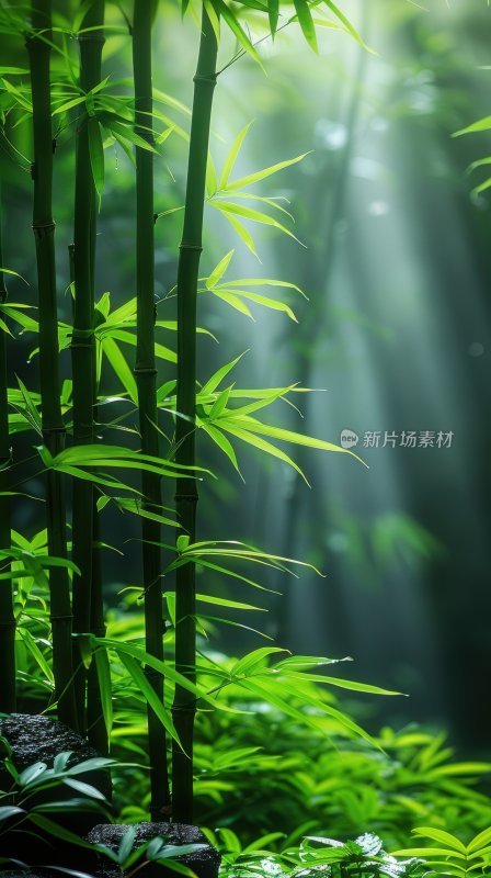 绿意竹林翠绿竹叶清新宁静自然背景