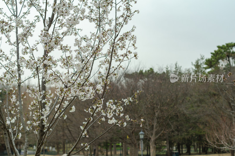 青岛中山公园初春樱花已经盛开