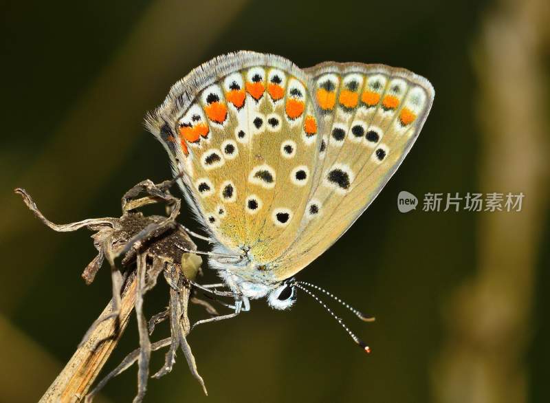 花粉蝴蝶飞翔，美丽的飞虫