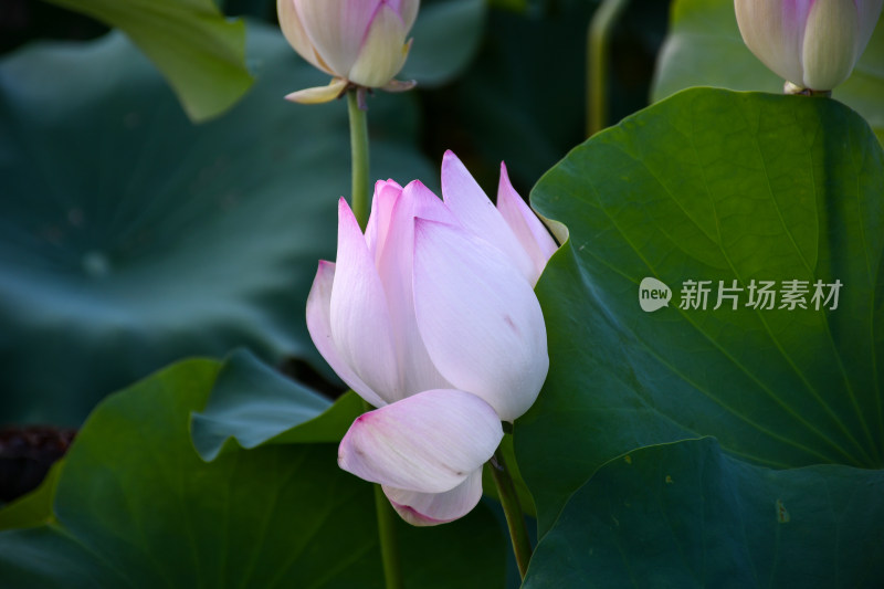 夏日的福州金山公园荷花