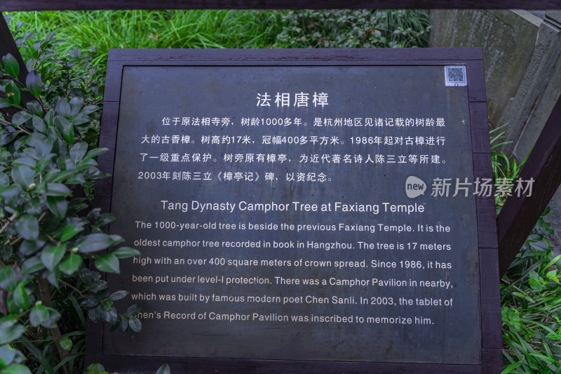 杭州三台山法相唐樟千年樟树