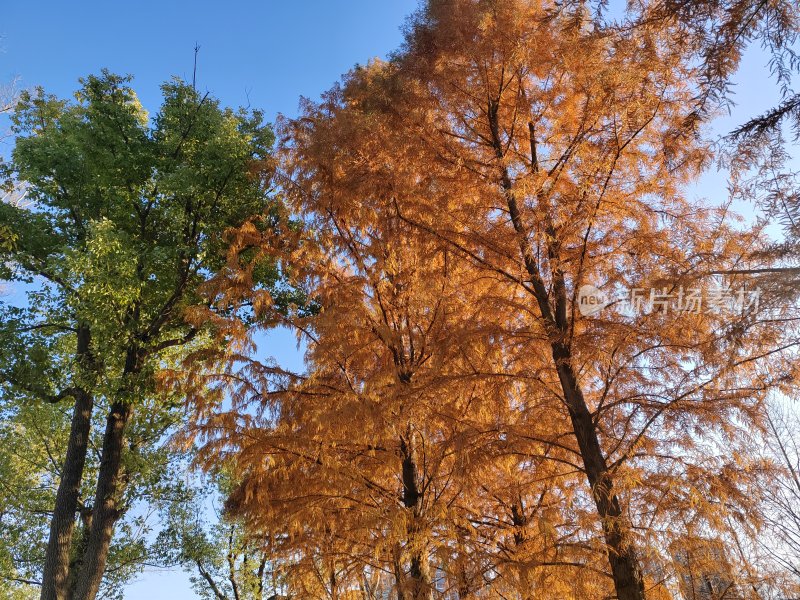 蓝天背景下金黄与翠绿交织的树木