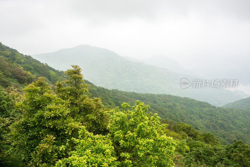 东莞清溪森林公园