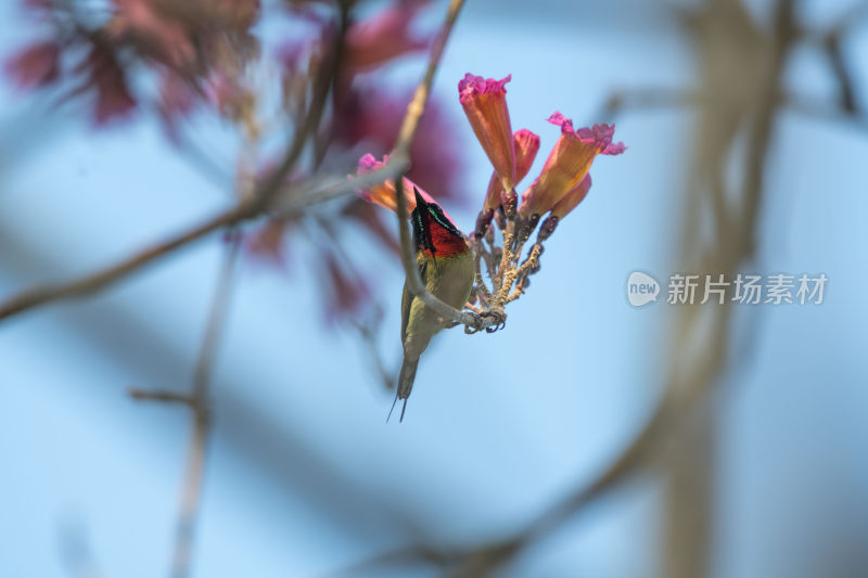 春天紫花风铃木站着一只太阳鸟