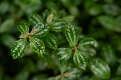 新西兰植物叶子近景